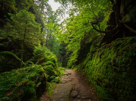 Damp ground full of mossy rocks in the Saxon Switzerland